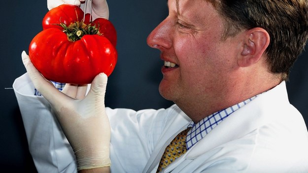 Miejsce pomidora nie jest w lodówce /John Giles    /PAP/EPA