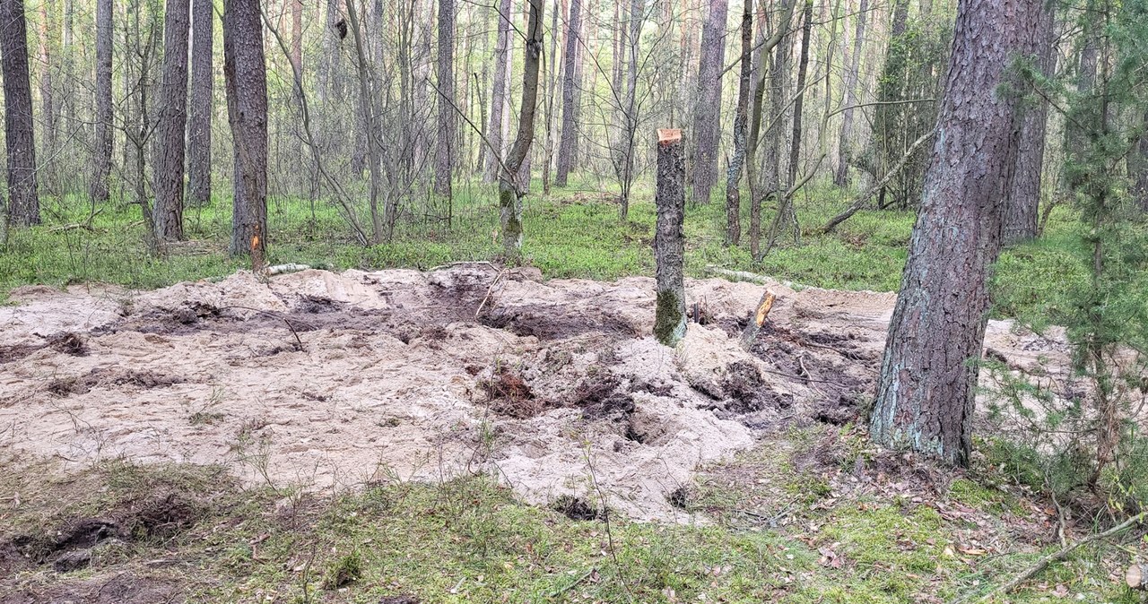 Miejsce w lesie pod Bydgoszczą, gdzie spadł pocisk powietrze-ziemia 