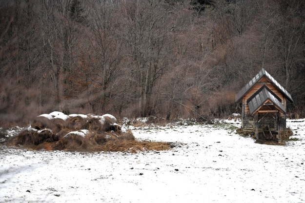 Miejsce zimowego dokarmiania żubrów w lesie w okolicy Olchowca w Bieszczadach /Darek Delmanowicz /PAP