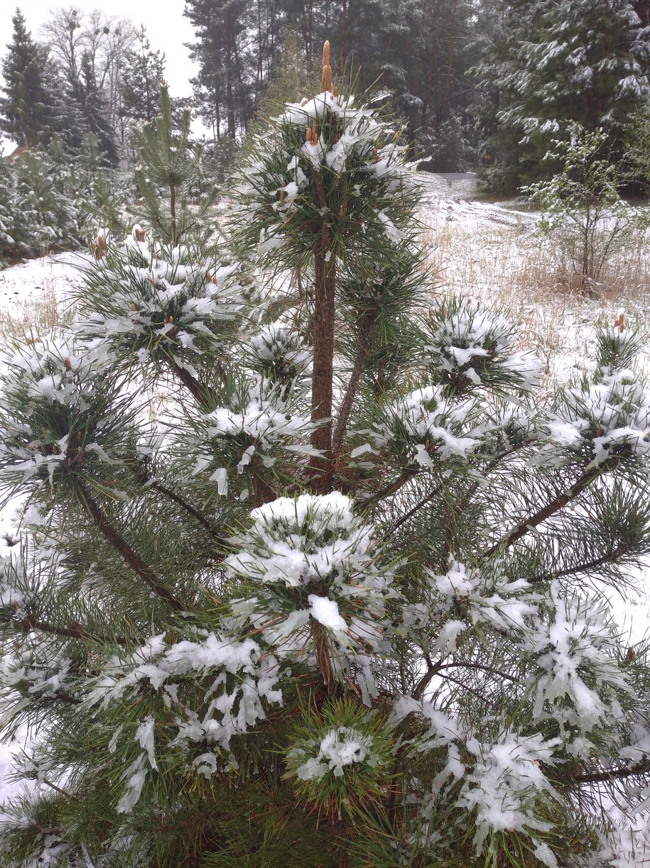 Miejscowość Łosiniec w powiecie Tomaszów Lubelski /pan Bogdan /Gorąca Linia RMF FM
