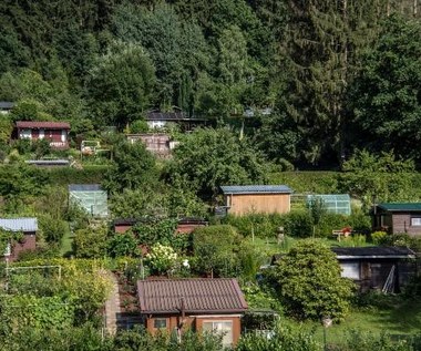Miejskie ogródki działkowe mogą pomóc walczyć ze zmianami klimatu