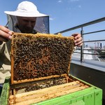 Miejskie ule nie takie eko. Hodowla w mieście szkodzi dzikim pszczołom