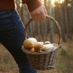 Mieli 30 kg grzybów w aucie. Wszystkie skonfiskowane. Nie znali przepisów