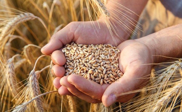 Mielniczek: Transport ukraińskiego zboża jest w interesie Polski, jeśli będzie to tranzyt