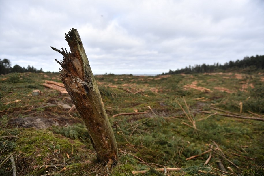 Mierzeja Wiślana - miejsce prowadzenia prac /Marcin Gadomski /PAP