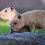 Miesięczne kapibary w polskim zoo. Nie można zobaczyć nic słodszego