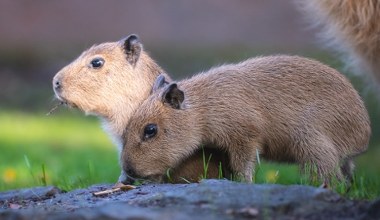 Miesięczne kapibary w polskim zoo. Nie można zobaczyć nic słodszego 