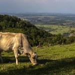 Mięso i niszczenie lasów. "Nie chodzi o to, by mówić: jedzcie go mniej"