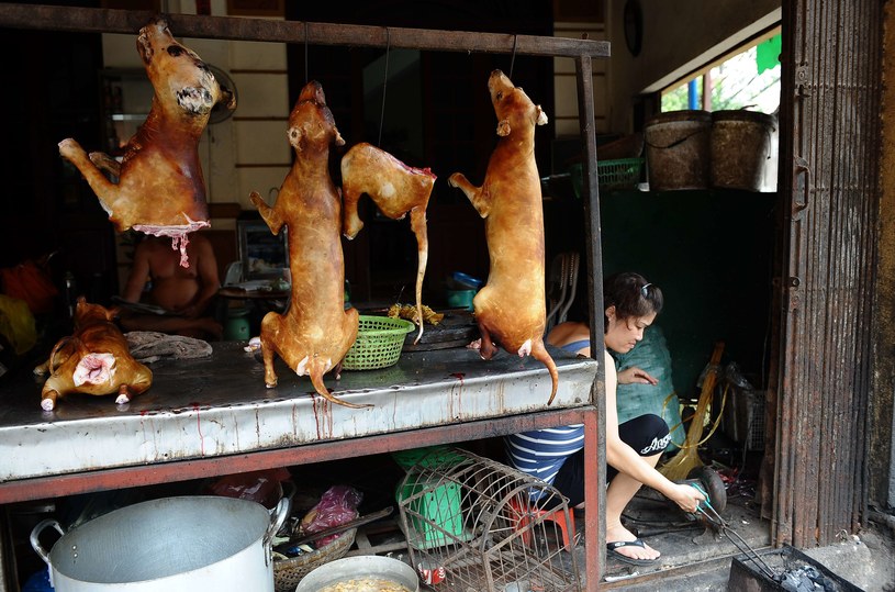 Mięso psów to element tradycyjnej kuchni wietnamskiej /AFP