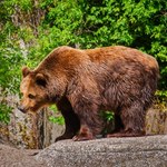 Mięso z niedźwiedzia w słowackiej restauracji. Wybuchł skandal