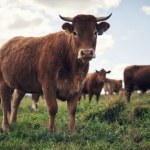 Mięso z progesteronem trafiło do Polski. Jest ostrzeżenie