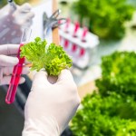Mięso z roślin? Naukowcy wykorzystali sałatę do produkcji białek
