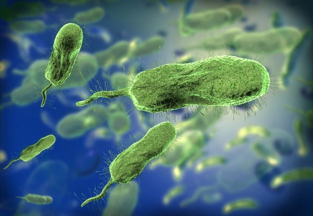 Mięsożerna bakteria Vibrio vulnificus widziana pod mikroskopem /Shutterstock