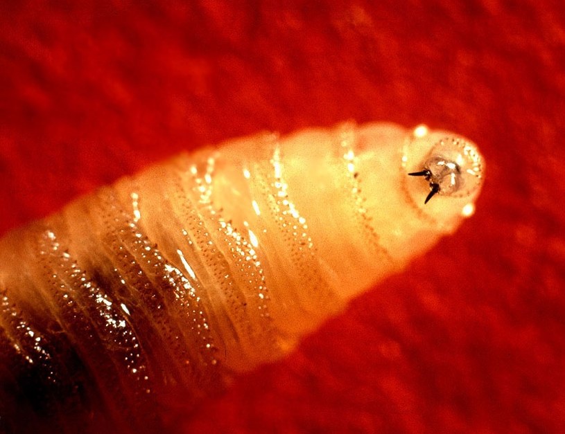 Mięsożerna larwa Cochliomyia hominivorax /John Kucharski/domena publiczna /Wikipedia