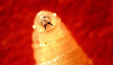 Mięsożerna larwa powróciła. Była już plagą. Znowu zagraża bydłu i ludziom