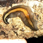 Mięsożerne robaki coraz bliżej Polski. Naukowcy biją na alarm