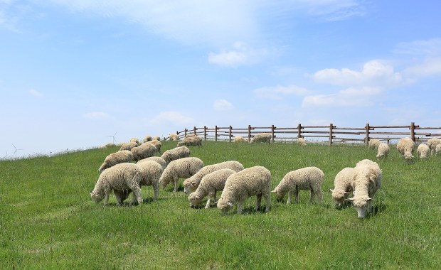 Mieszanie owiec w Koniakowie odwołane. Przyczyną pryszczyca