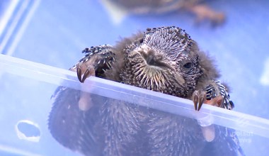 Mieszkają razem z nami w blokach. Zaskakujące fakty o jerzykach