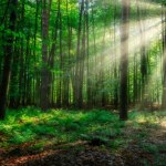 Mieszkali z dziećmi w lesie bez prądu i wody. Wkroczył sąd