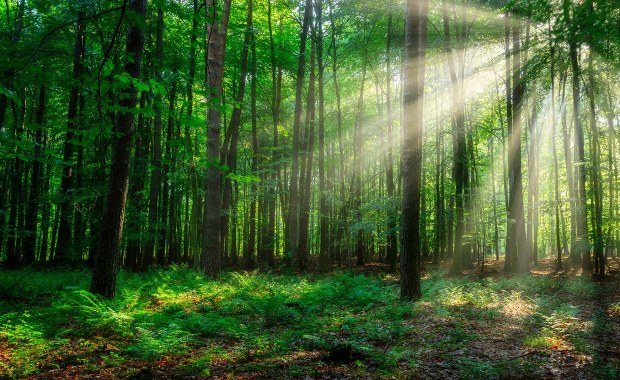 Mieszkali z dziećmi w lesie bez prądu i wody. Wkroczył sąd