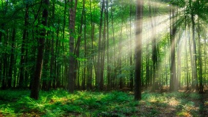 Mieszkali z dziećmi w lesie bez prądu i wody. Wkroczył sąd