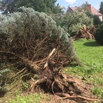 Mieszkańcy Bobrówka w Lubuskiem liczą straty po trąbie powietrznej