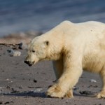 Mieszkańcy byli przerażeni. Niedźwiedzia polarnego trzeba było odstrzelić 