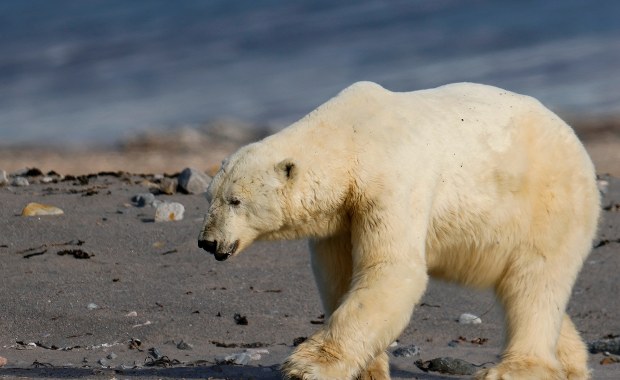 Mieszkańcy byli przerażeni. Niedźwiedzia polarnego trzeba było odstrzelić 