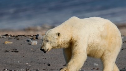 Mieszkańcy byli przerażeni. Niedźwiedzia polarnego trzeba było odstrzelić 