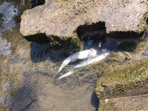 Mieszkańcy Krakowa zaniepokoili się widokiem martwych ryb w Wildze /Gorąca Linia RMF FM /