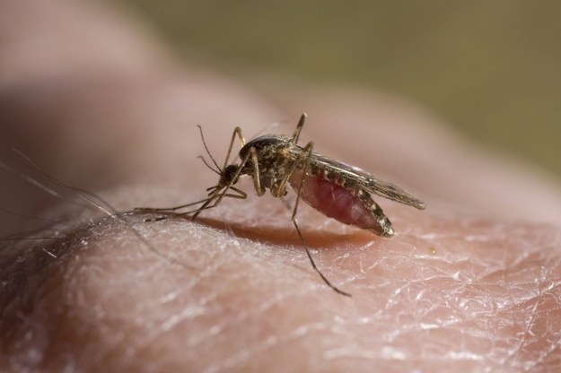 Mieszkańcy niemal całej Polski narzekają na plagę komarów / 	Stephen Dalton /PAP