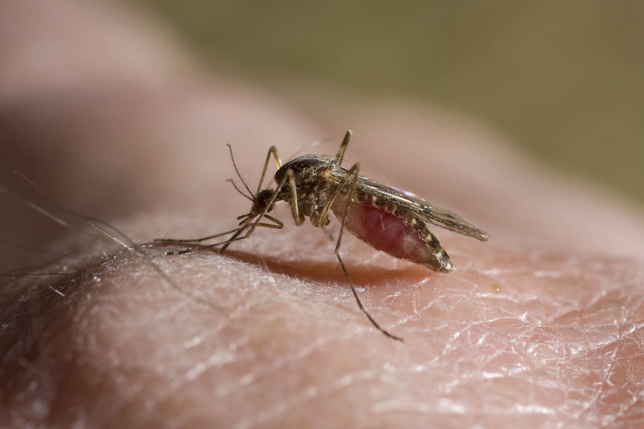 Mieszkańcy niemal całej Polski narzekają na plagę komarów / 	Stephen Dalton /PAP