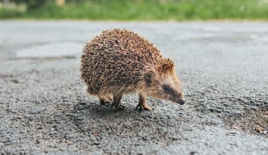 Mieszkańcy osiedla w Czechach nie mogli spać. Powodem była zabawa jeża