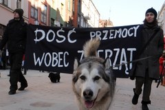 Mieszkańcy polskich miast przemaszerowali w obronie zwierząt 