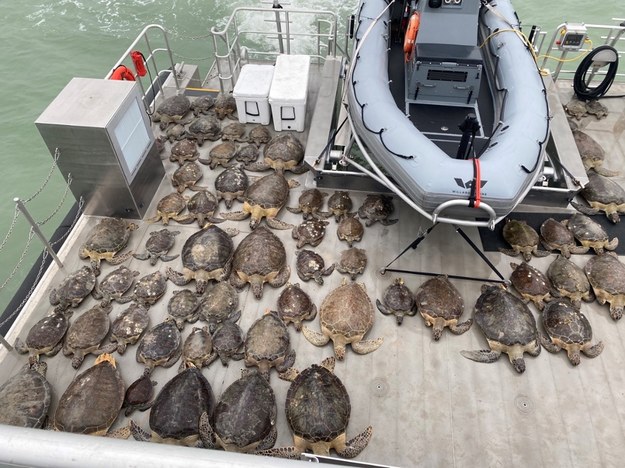 Mieszkańcy południowego Teksasu zabrali już tysiące żółwi morskich do centrum konferencyjnego, ratując je przed chłodem /TEXAS GAME WARDENS / HANDOUT /PAP/EPA