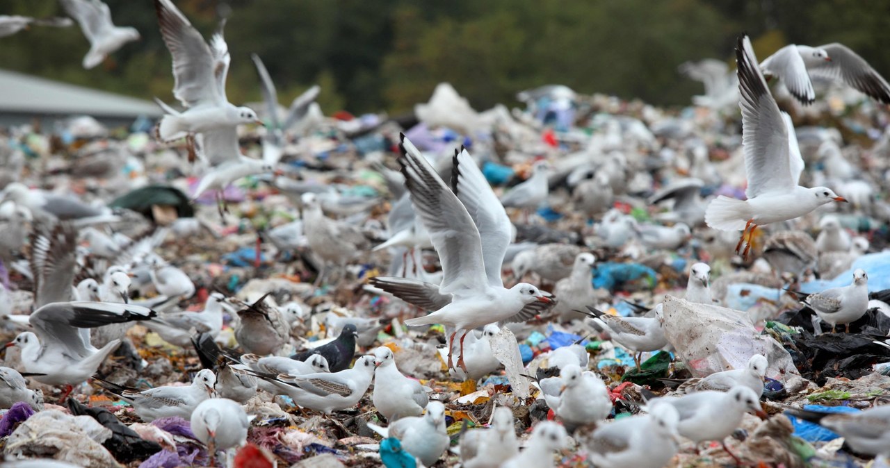 Mieszkańcy Walercina na Mazowszu walczą z wysypiskiem śmieci w samym centrum wsi (zdj. ilustracyjne) /ALEKSEY FILIPPOV /AFP