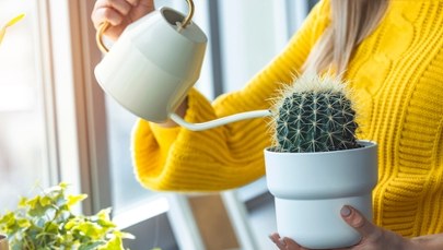 Mieszkania w Polsce: Gdzie jest ich najwięcej, a gdzie najłatwiej o własny kąt?