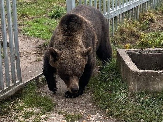 Mieszkaniec Częstochowy odpowie za przetrzymywanie niedźwiedzicy. Zwierzę trafiło do zoo w Poznaniu /Śląska policja /Policja