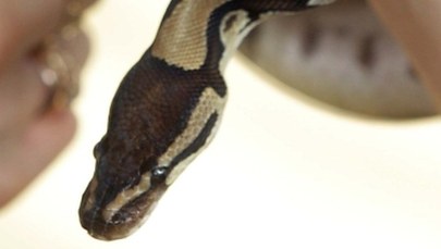 Mieszkaniec Opola znalazł za sedesem… pytona królewskiego