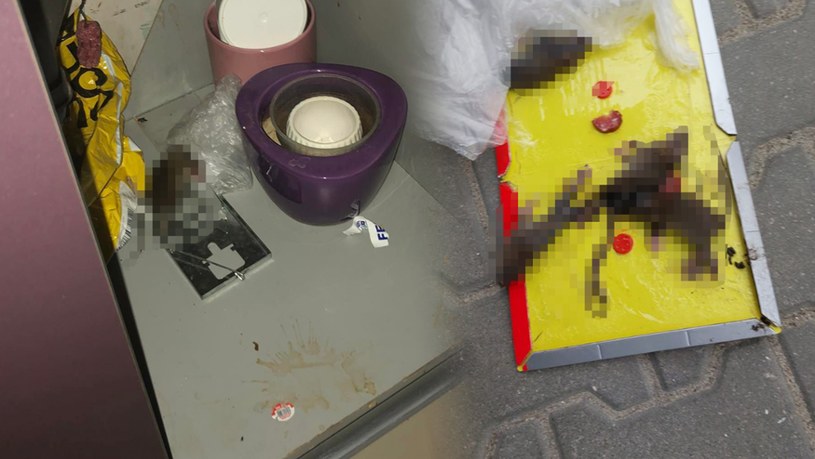 Mieszkanka bloku przy ul. Górniczej w Łęcznej złapała w swoim mieszkaniu dziewięć szczurów /archiwum prywatne