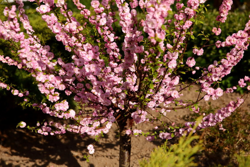 Migdałek to drzewko, które możemy sadzić w marcu /123RF/PICSEL