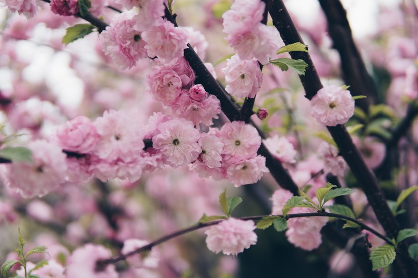 Migdałowiec trójklapowy to gatunek rośliny krzewiastej, należący do rodzaju Prunus /123RF/PICSEL