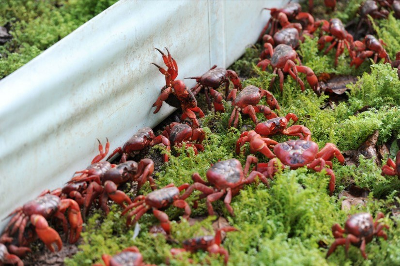 Migracja czerwonych krabów (Gecarcoidea natalis) na Wyspie Bożego Narodzenia /James D. Morgan / Rex Features /East News