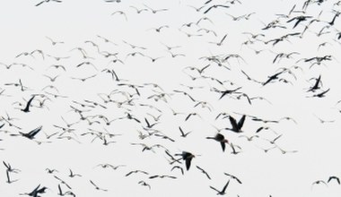 Migracja ptaków już rozpoczęta