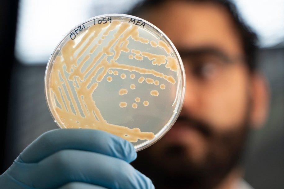 Mikrobiolog Mohamed Sarhan z próbką drożdży pobranych z żołądka Ötziego. /Eurac Research | Andrea De Giovanni /Materiały prasowe