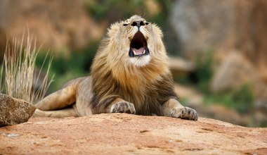 Mikrofony w Afryce podsłuchiwały lwy. Nagrały coś zaskakującego