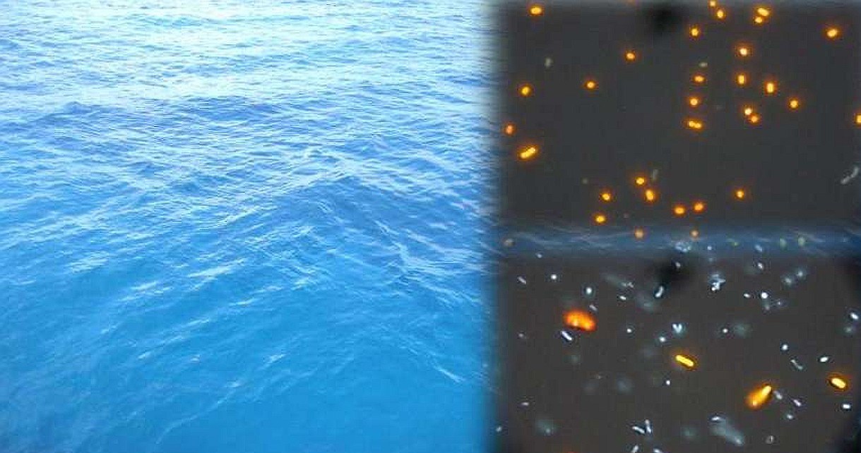 Mikroorganizmy oddychające arszenikiem odkryto w wodach Oceanu Spokojnego /Geekweek
