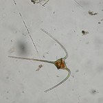 Mikroplastik hamuje wzrost mikroskopijnych zwierząt morskich