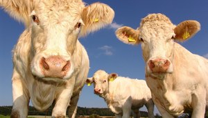 Mikroplastik wykryty w mięsie, mleku i krwi zwierząt hodowlanych