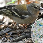 Mikroplastik zagraża ptakom? Polscy naukowcy biją na alarm